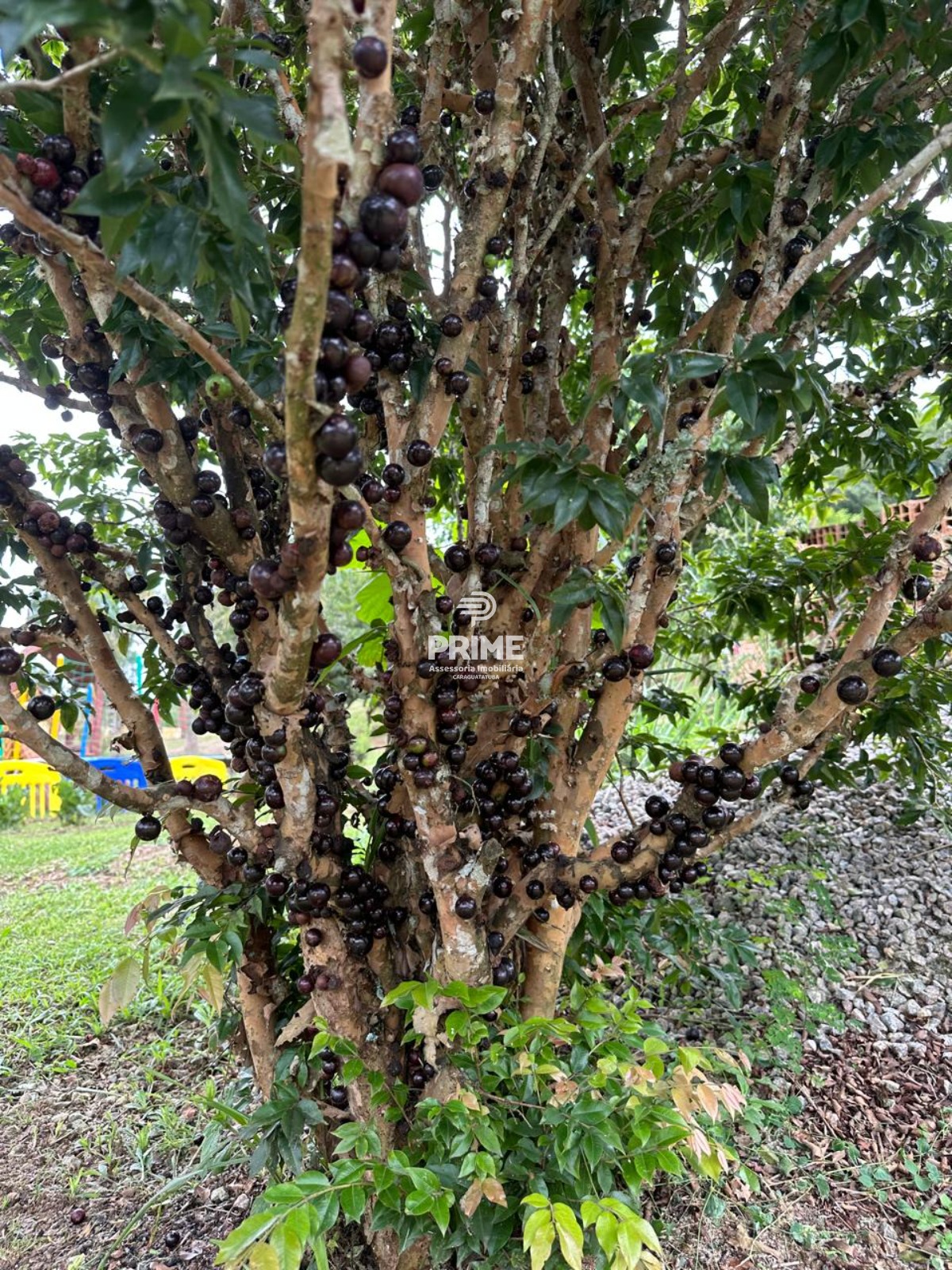 Fazenda, 2 hectares - Foto 16