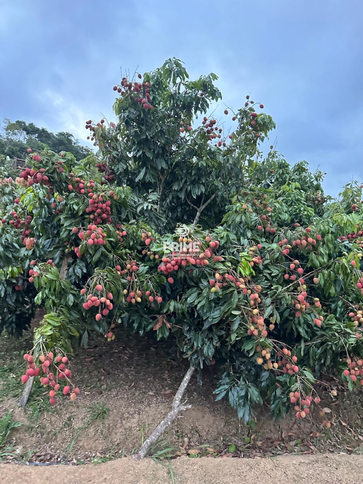 Fazenda, 2 hectares - Foto 15