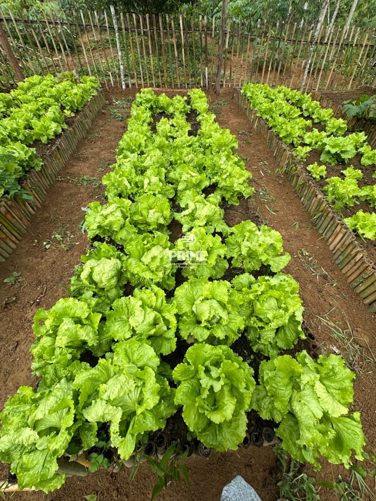 Fazenda, 2 hectares - Foto 14